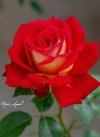 FB_IMG_1701103160357.jpg