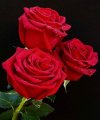 FB_IMG_1701622391562.jpg