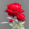FB_IMG_1701610310307.jpg