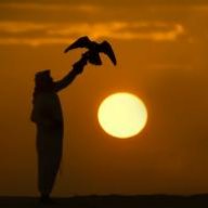 الطير المهاجر