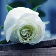 Noor Majeed