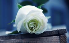 Noor Majeed