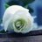 Noor Majeed